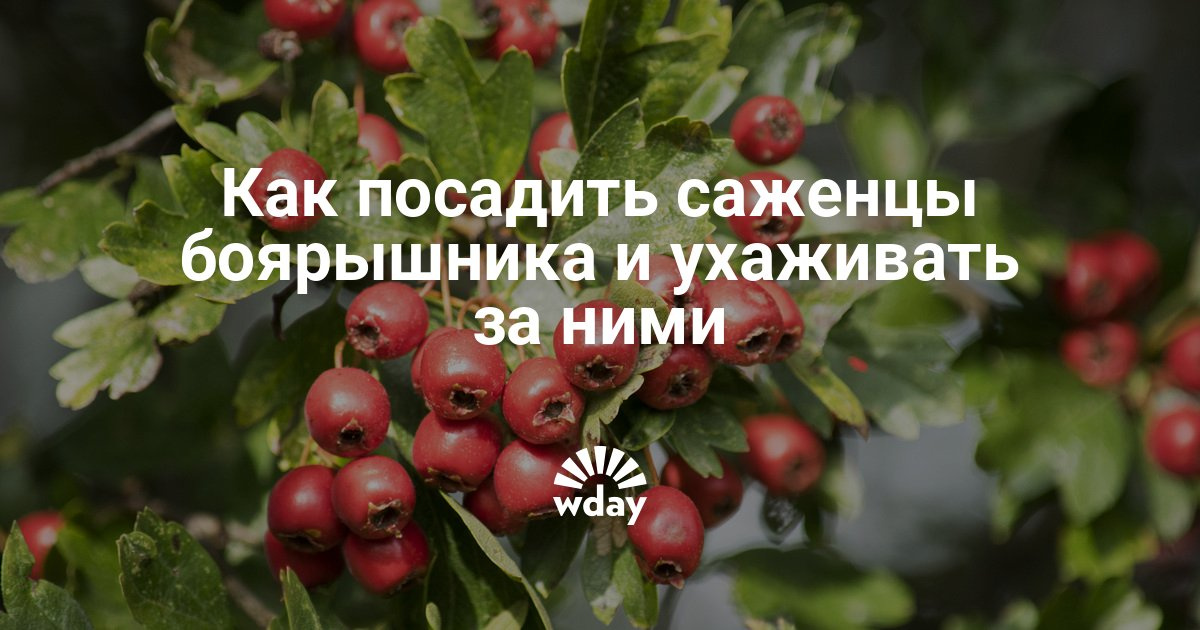 Боярышник где сажать 77
