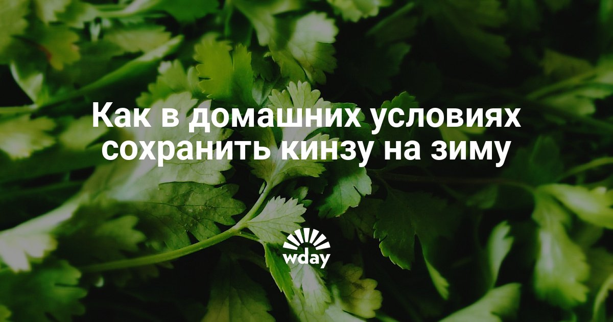 Как сохранить кинзу в домашних условиях 122