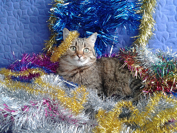 новогодние котики котики