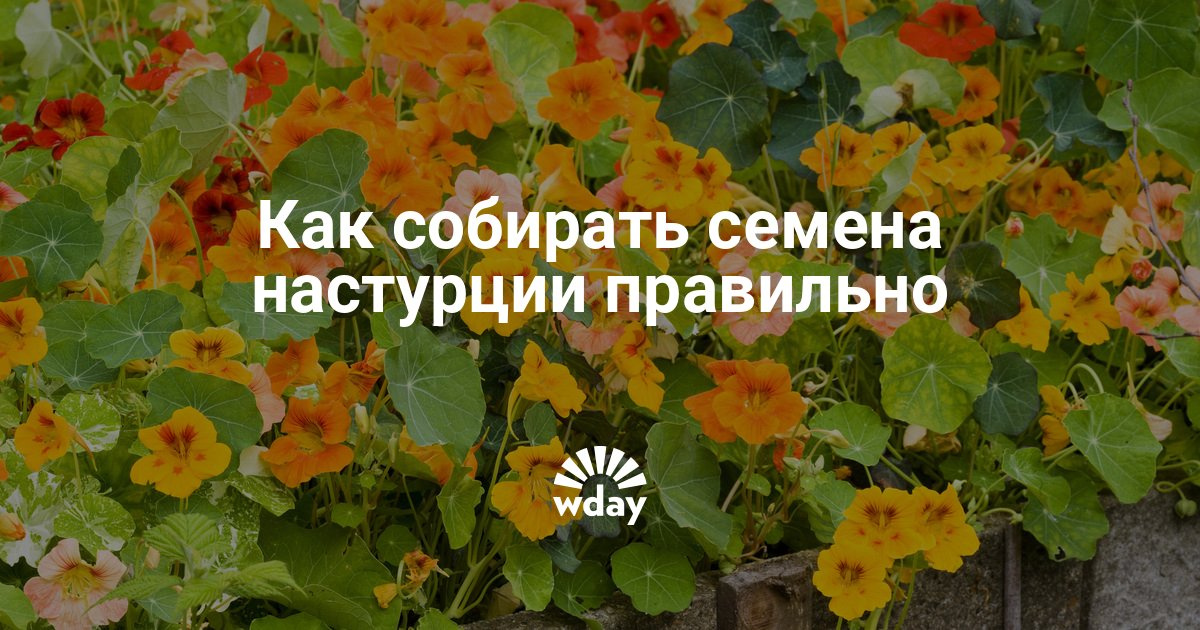 Когда сажать настурцию в открытый грунт в подмосковье 84