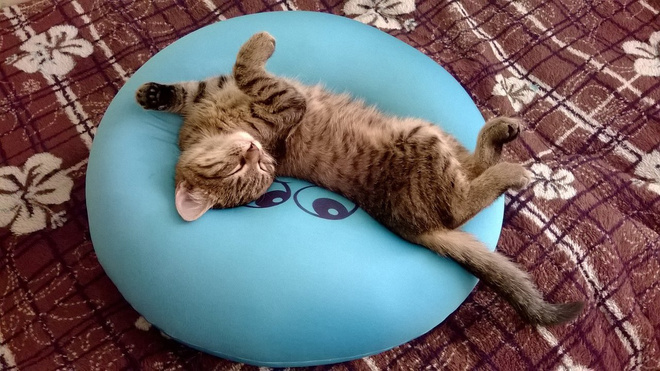 красивые кошки красивые кошки