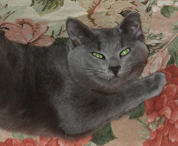 Коты и кошки Екатеринбурга Коты и кошки Екатеринбурга