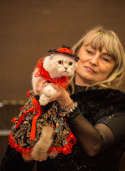 Выставка кошек в Ростове-на-Дону 2015 год, кошка Ростова Породы кошек, домашние животные, кошки фото