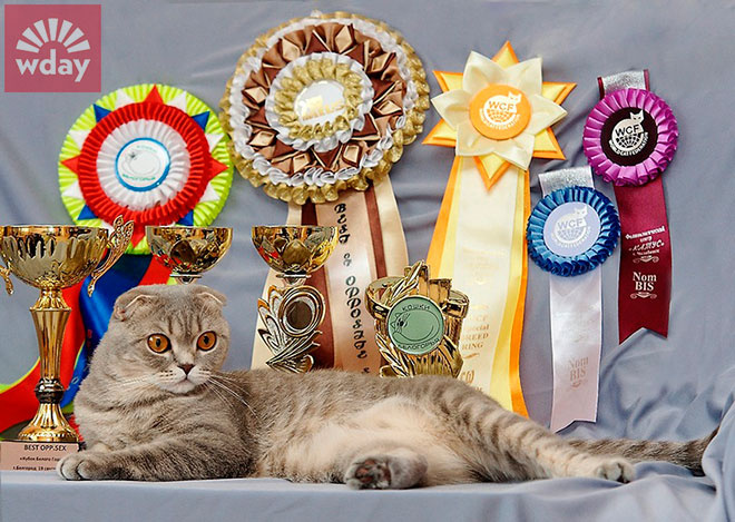 смешные коты фото смешные коты фото