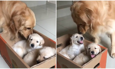 бывалый пес эффектно продемонстрировал двум новоприбывшим щенкам доме 