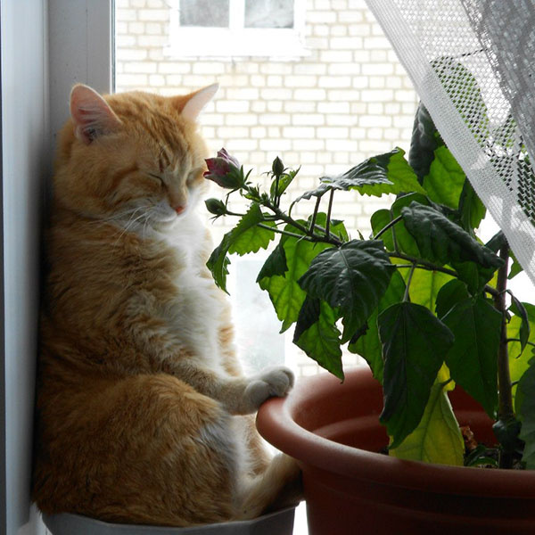 Самые прикольные коты и кошки Кирова Самые прикольные коты и кошки Кирова