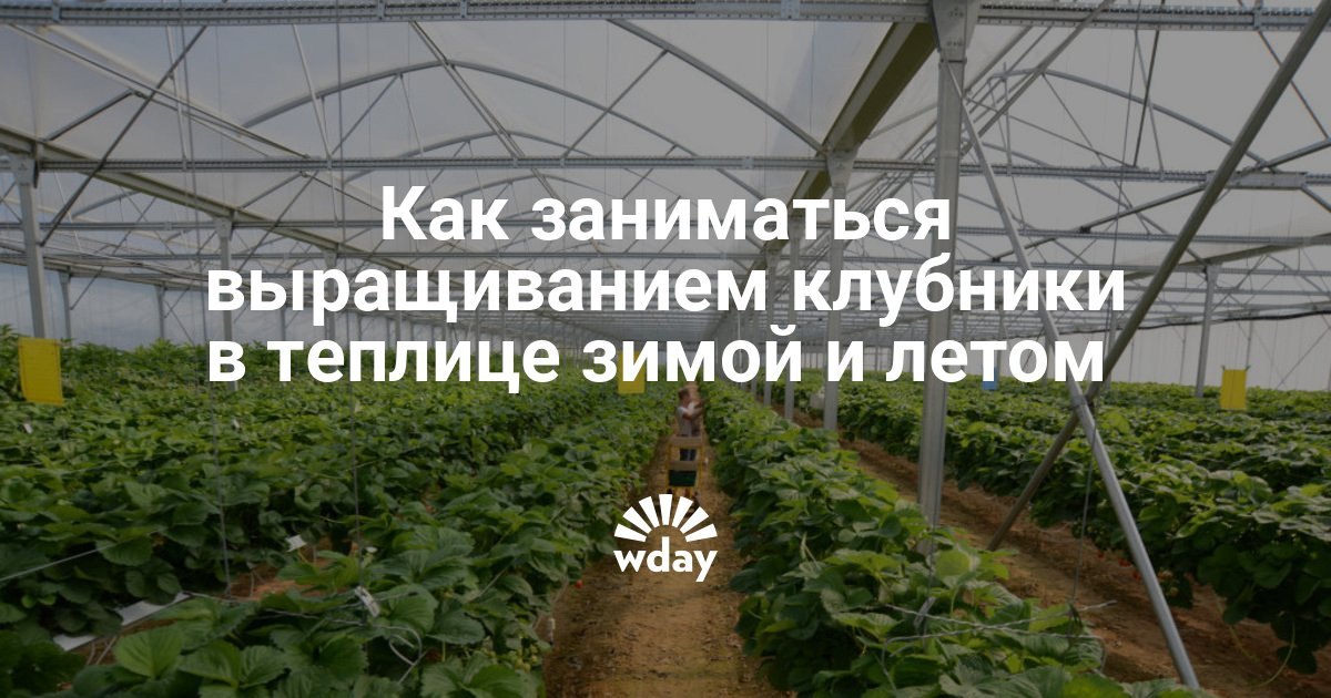 Выращивание черники в теплице круглый год 70
