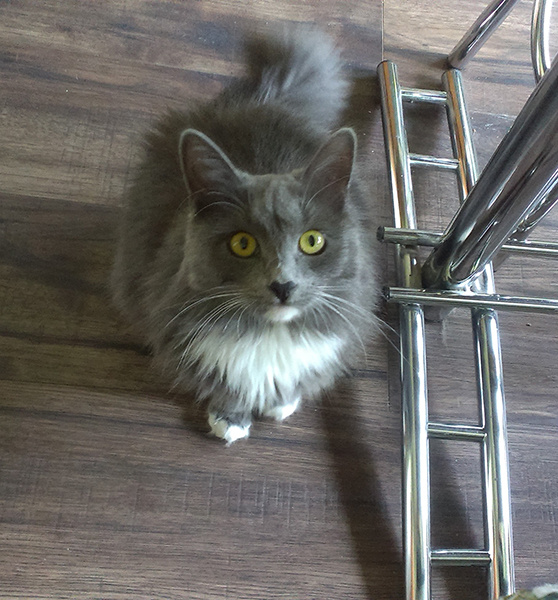 смешные кошки смешные кошки