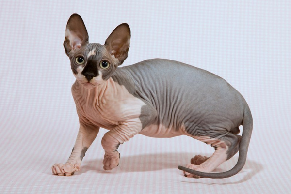 Аллергия на кошку Аллергия на кошку