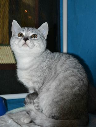ярмурка кошек в Иркутске