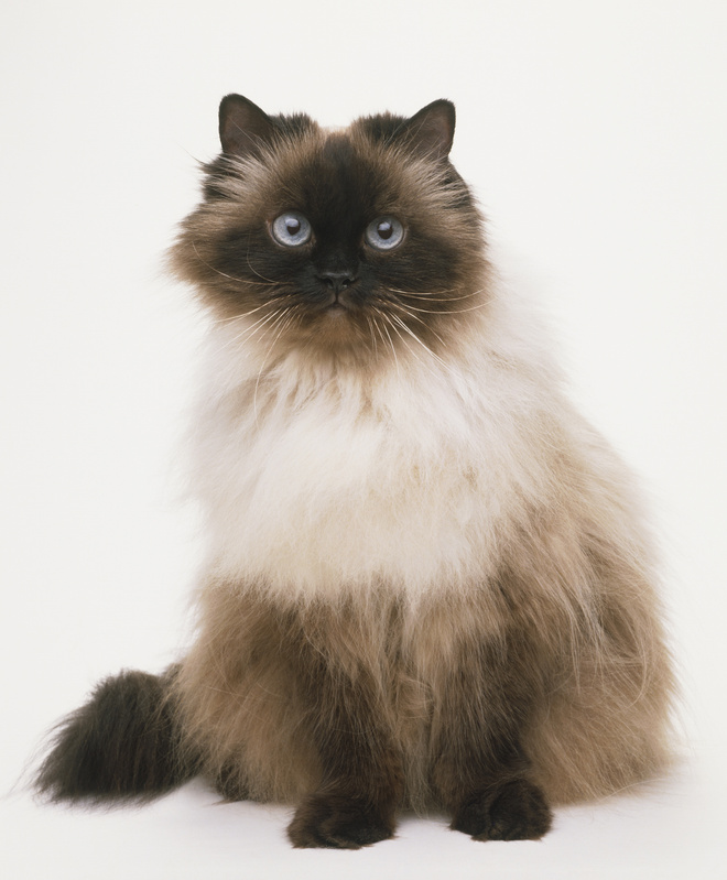 Гималайская кошка гималайская кошка