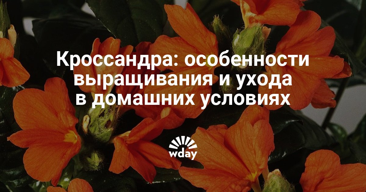 Кроссандра выращивание и уход 37