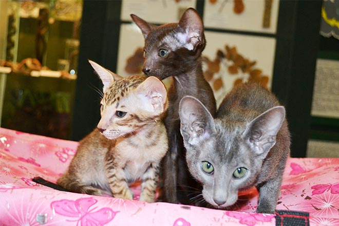 ярмурка кошек в Иркутске ярмурка кошек в Иркутске