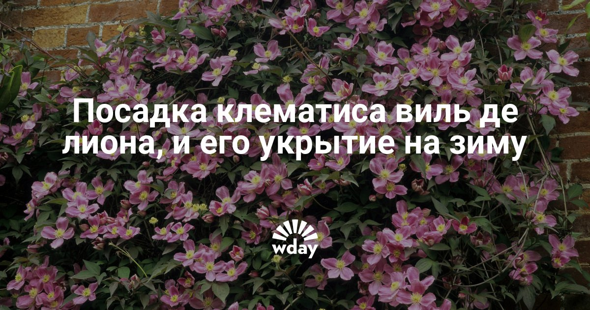 Рисунки на джинсовых куртках своими руками Рисунки на джинсовых куртках своими руками