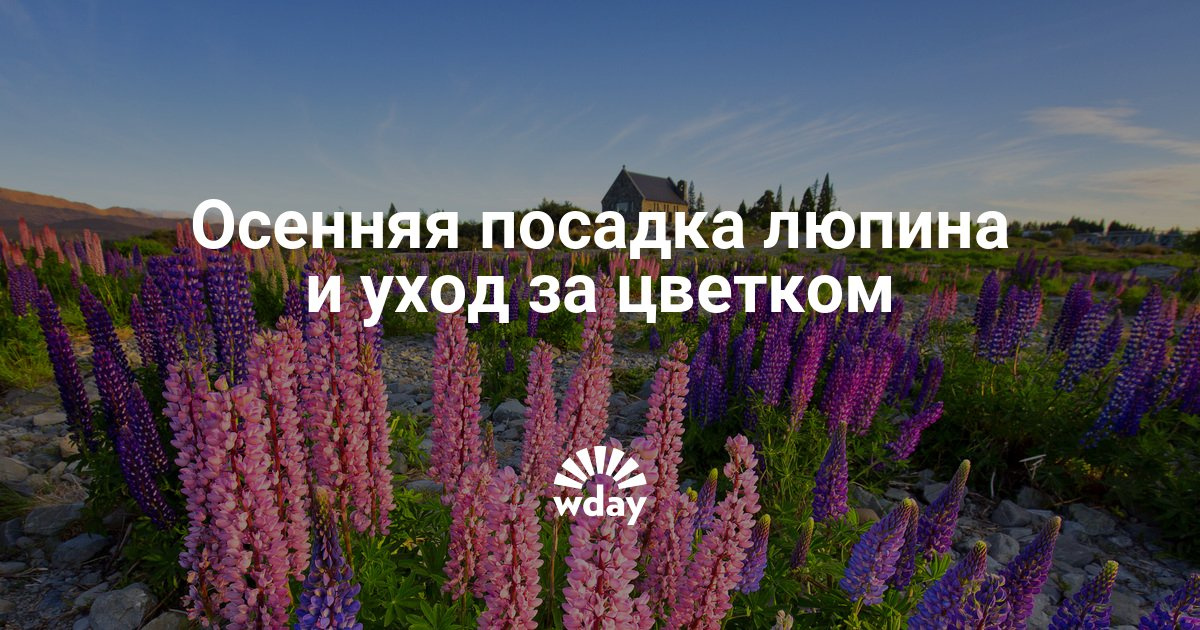 Люпин можно сажать осенью 18