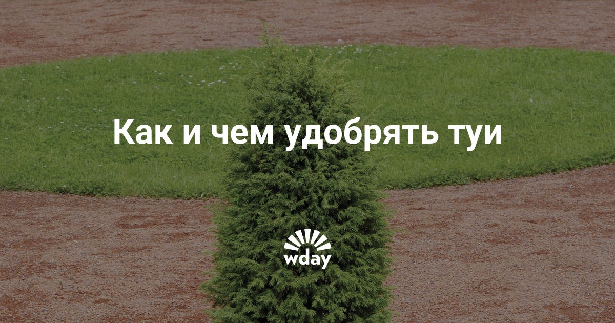 Туя как ее сажать Туя как ее сажать