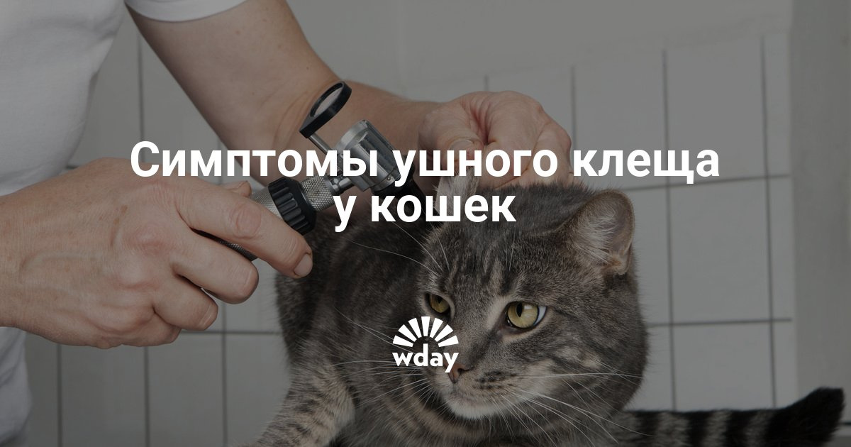 Как вылечить у кошки ушной клещ в домашних условиях Как вылечить у кошки ушной клещ в домашних условиях