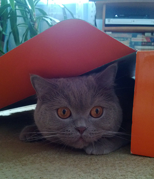 Коты и кошки Екатеринбурга Коты и кошки Екатеринбурга