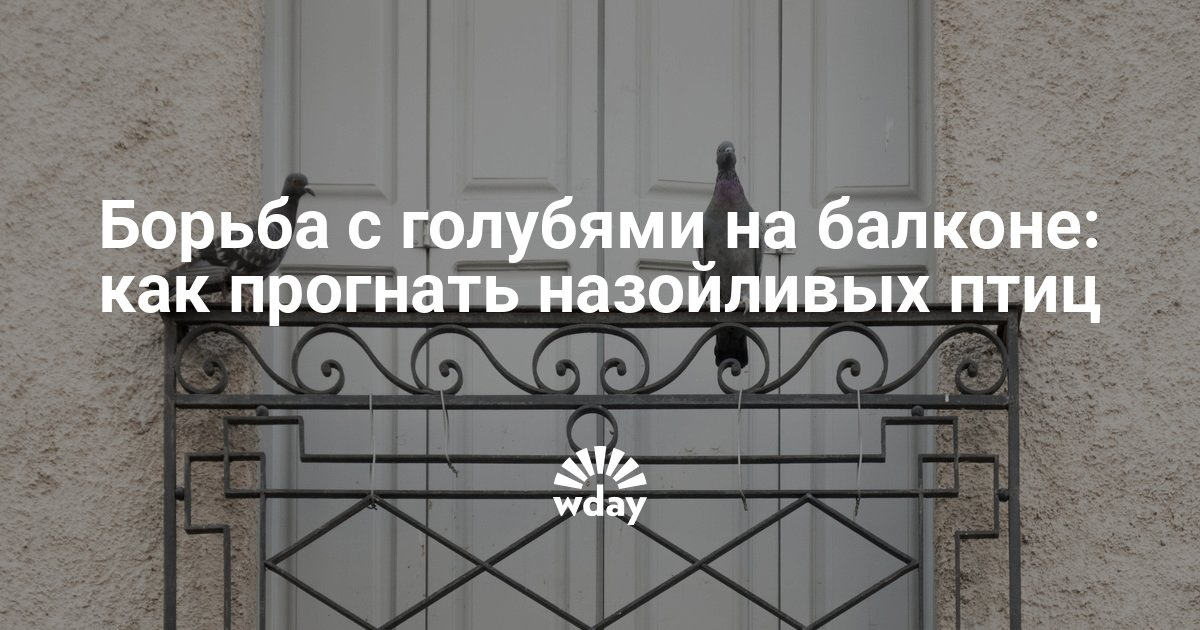 Голуби на балконе: как их прогнать - woman's day.