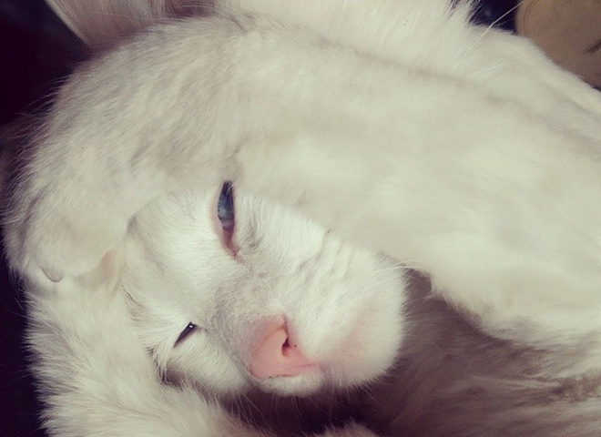 Кошки звезд