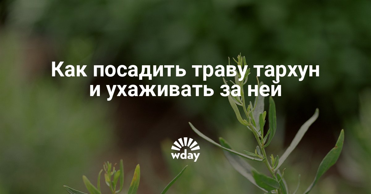 Тархун трава как сажать и ухаживать 97