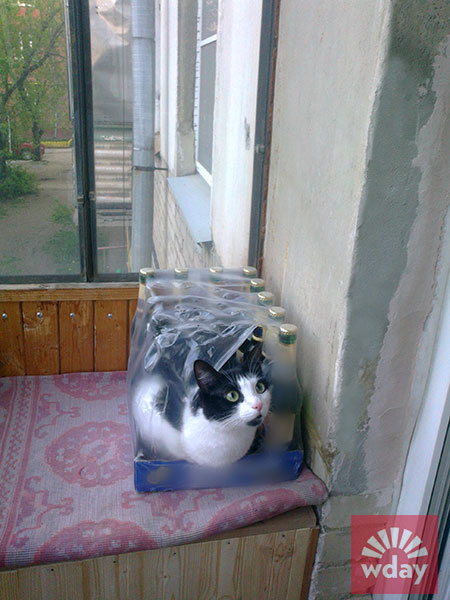 смешные коты фото смешные коты фото