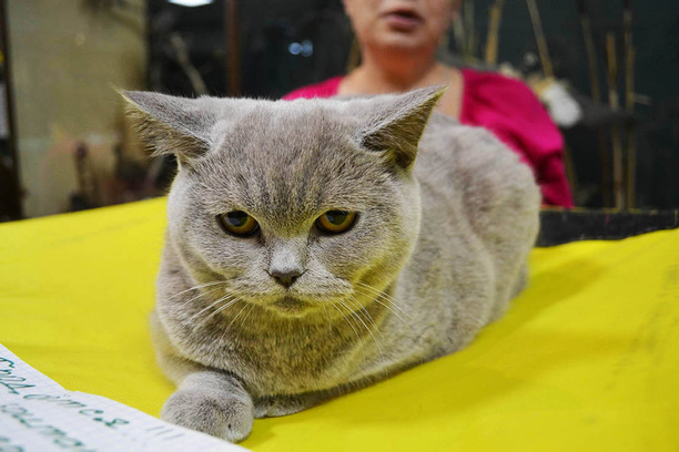 ярмурка кошек в Иркутске