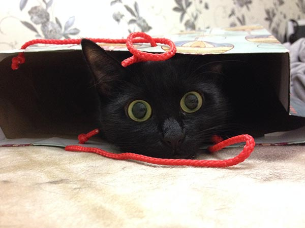 красивые коты красивые коты