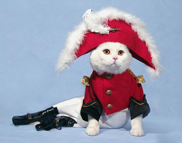 Выставка кошек Выставка кошек, фото
