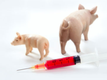 Вакцина от «свиного гриппа» оказалась опаснее самого гриппа свиной грипп, H1N1, привика, вакцина от гриппа