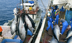 Россия запретила японцам ловить рыбу, а Япония перестанет завозить нам грузовики: что происходит между двумя странами