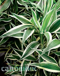 Sanderiana White Stripe Gold (Драцена Сандера) Sanderiana White Stripe Gold (Драцена Сандера)