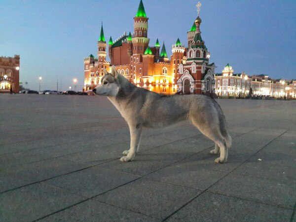 собака породы хасхи собака породы хасхи