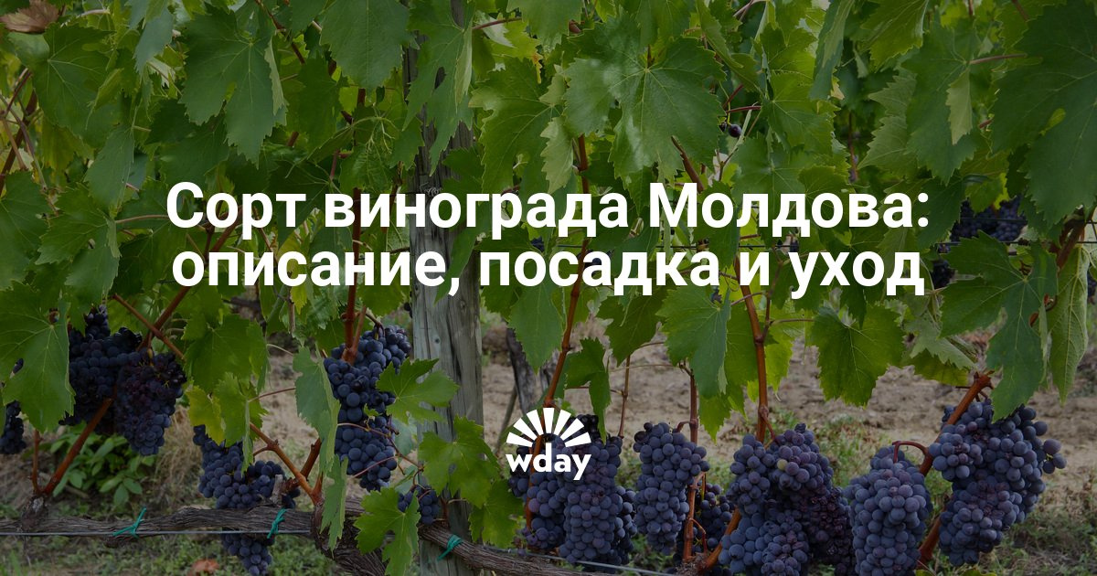 Сорт винограда молдова с фото и описанием Сорт винограда молдова с фото и описанием