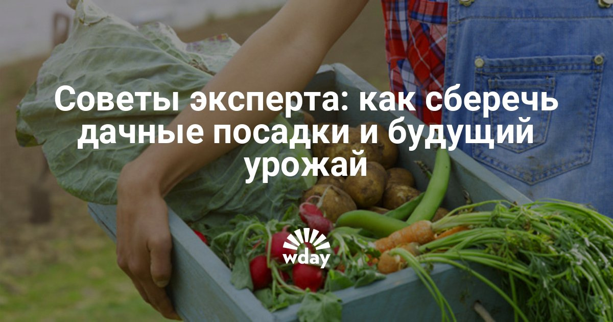 Дачные советы урожай Дачные советы урожай