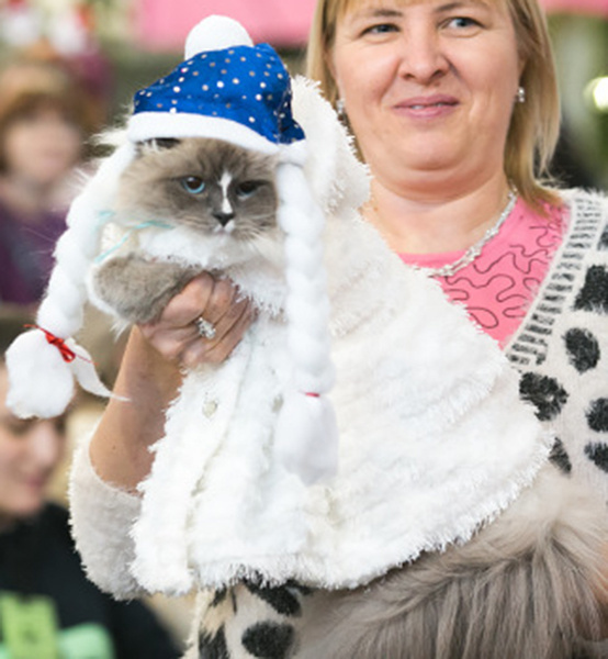 Новогодние костюмы для кошек Новогодние костюмы для кошек, фото