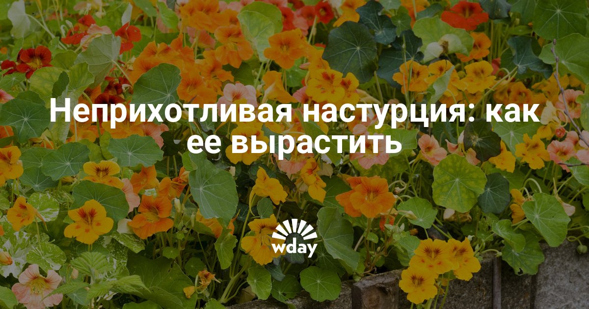 Настурция уход и выращивание 78