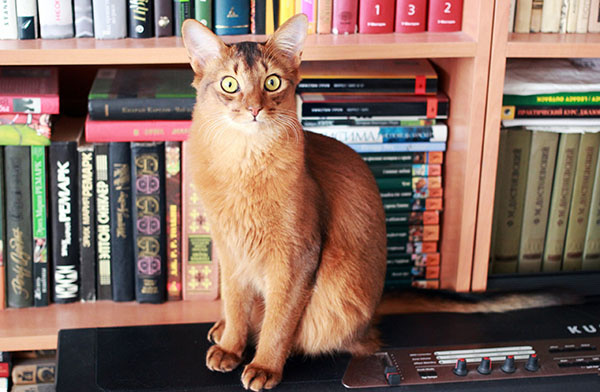 Выставка кошек Выставка кошек