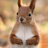 userpic__Squirell