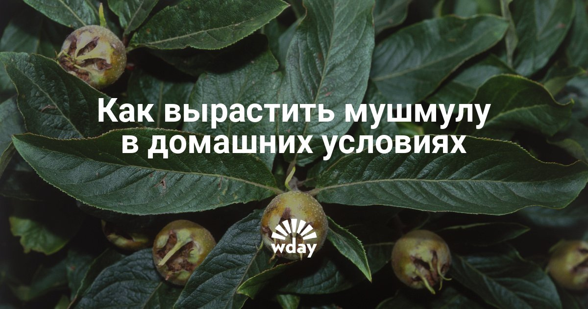 Мушмула как ее сажать 724