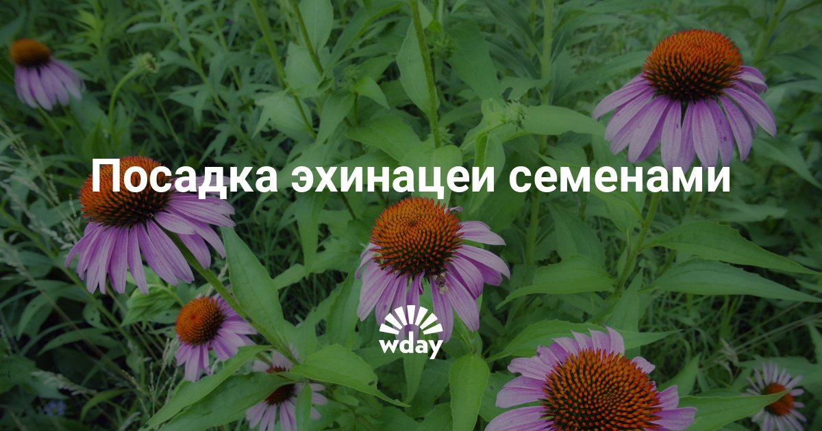 Эхинацея когда сажать семенами Эхинацея когда сажать семенами