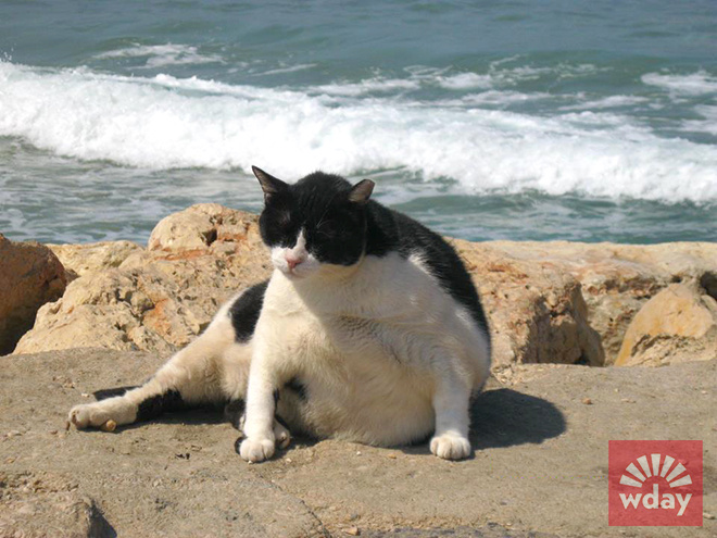 котики фото