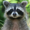 userpic__Hot Wild Raccoon