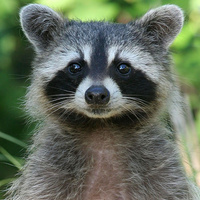 Аватарка Hot Wild Raccoon