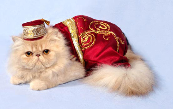 Новогодние костюмы для кошек Новогодние костюмы для кошек, фото