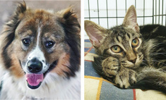 Котопёс недели: кот Шмель и собака Веснушка