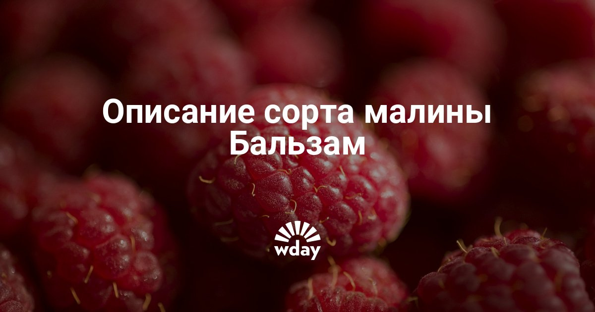 Что за сорт малины бальзам Что за сорт малины бальзам