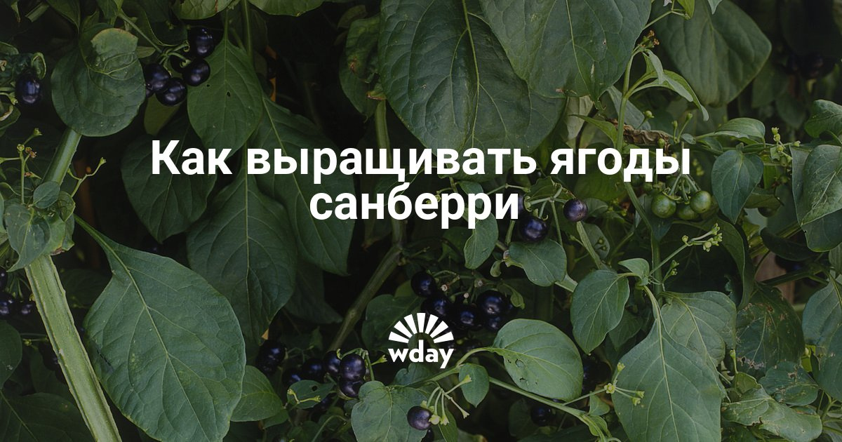 Окрашивание балаяж: что это такое и как делать Окрашивание балаяж: что это такое и как делать