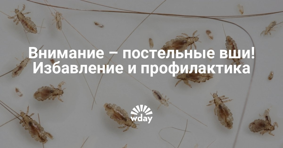 Вши избавится в домашних условиях Вши избавится в домашних условиях