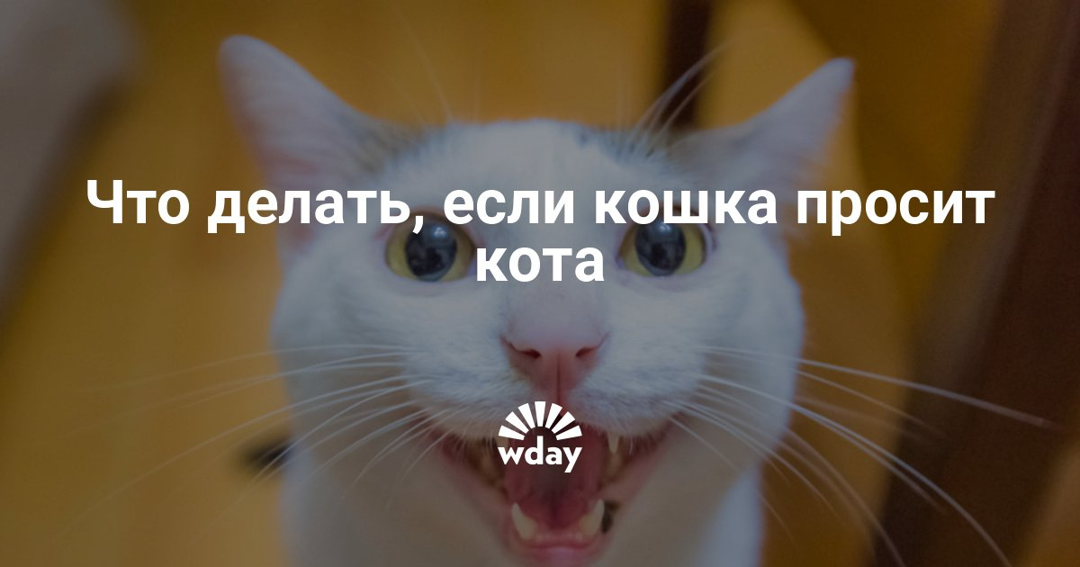 Орет кошка что делать в домашних условиях 962